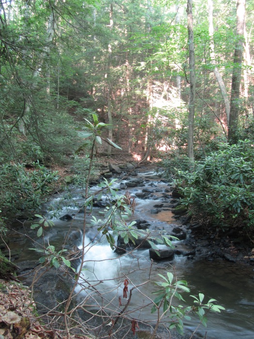 Morrison's run creek